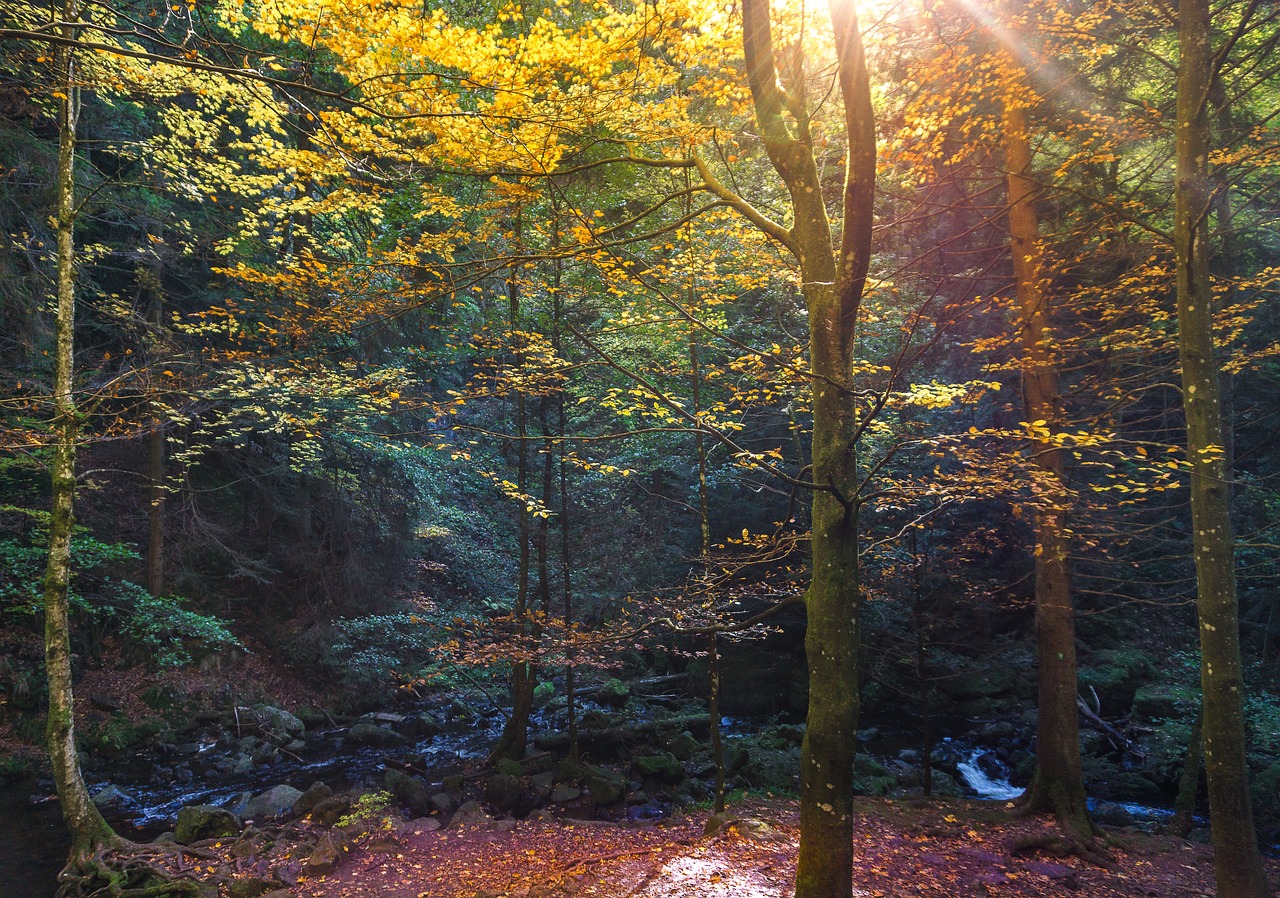 forest, leaves, october-2856865.jpg